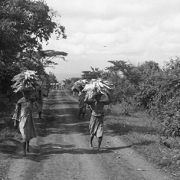 People carrying maize (detail). Photo: Koloman Trčka. East Africa, 1937–1939. Negative / Image 387.